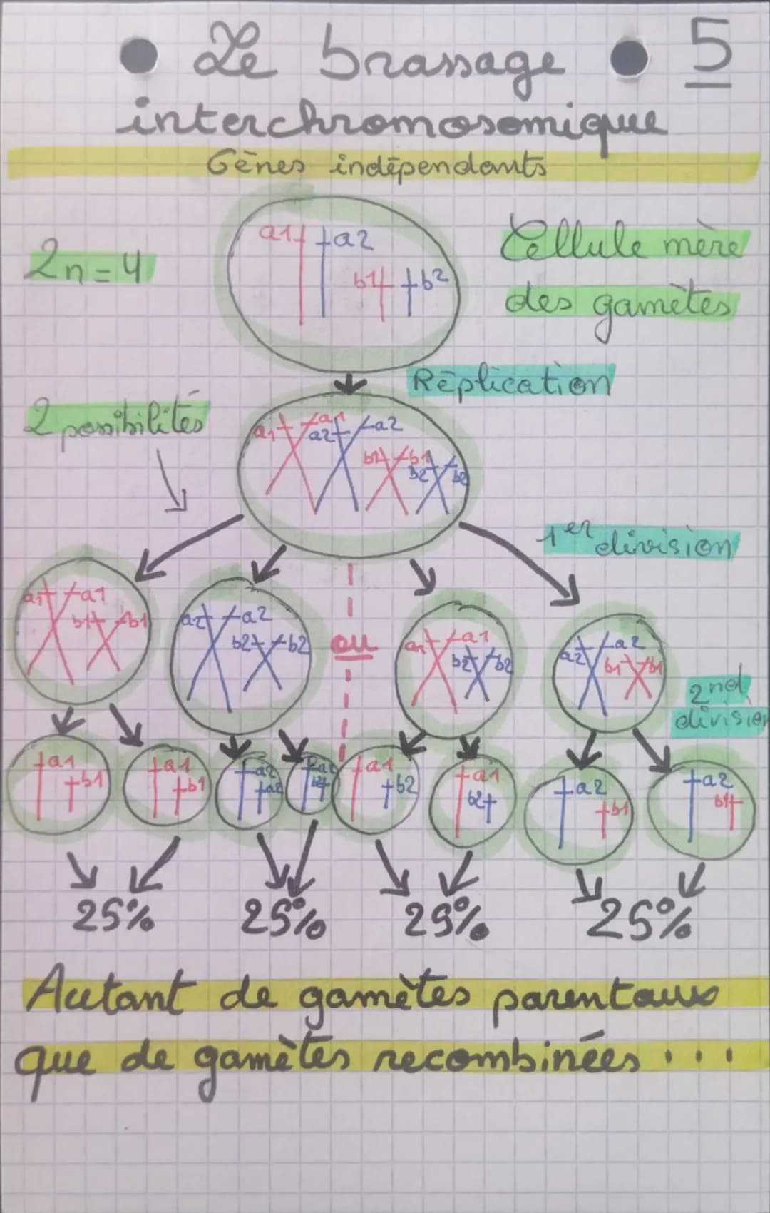 Le brassage •6
intrachromosomique
avee
crossing
over:
Genes liés
Replication
a1++az
Gametes
sams
crossing over
+01
50%
J
Coming-over
art
a2
