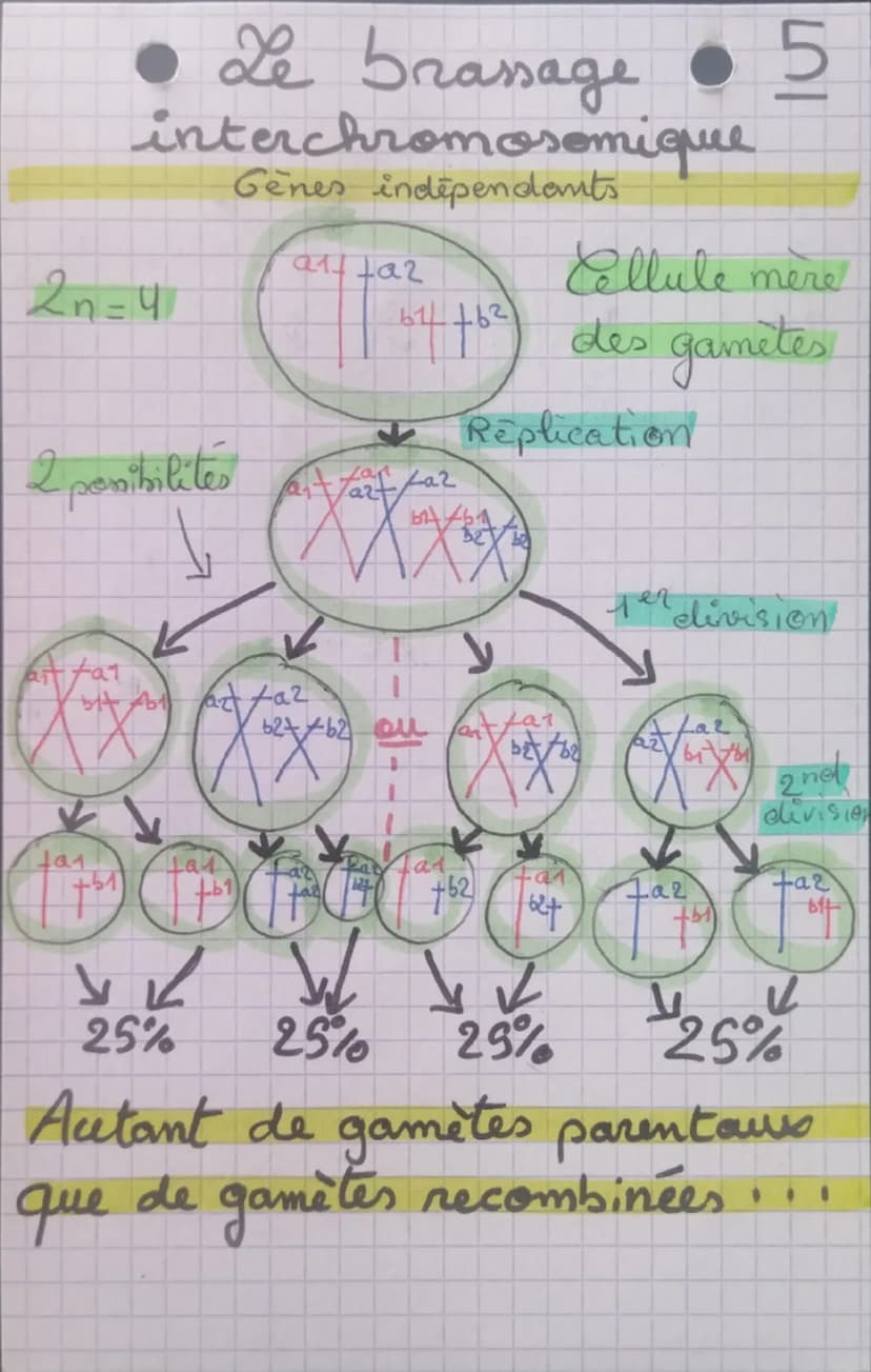 Le brassage •6
intrachromosomique
avee
crossing
over:
Genes liés
Replication
a1++az
Gametes
sams
crossing over
+01
50%
J
Coming-over
art
a2
