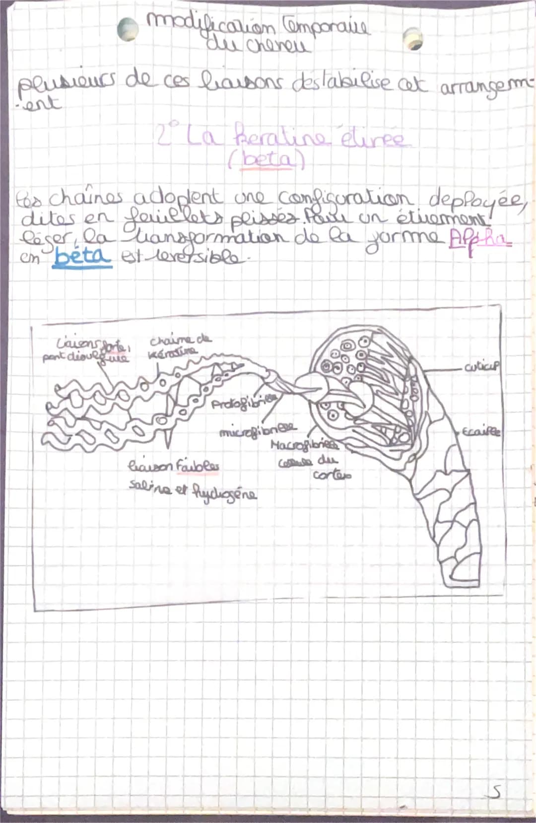 modification Cemporaire
du cheneu
plusieurs de ces liaisons destabilise at
-ent
L'aisons &
Sporte
pont diould we
12°º° La keratine étiree
(b