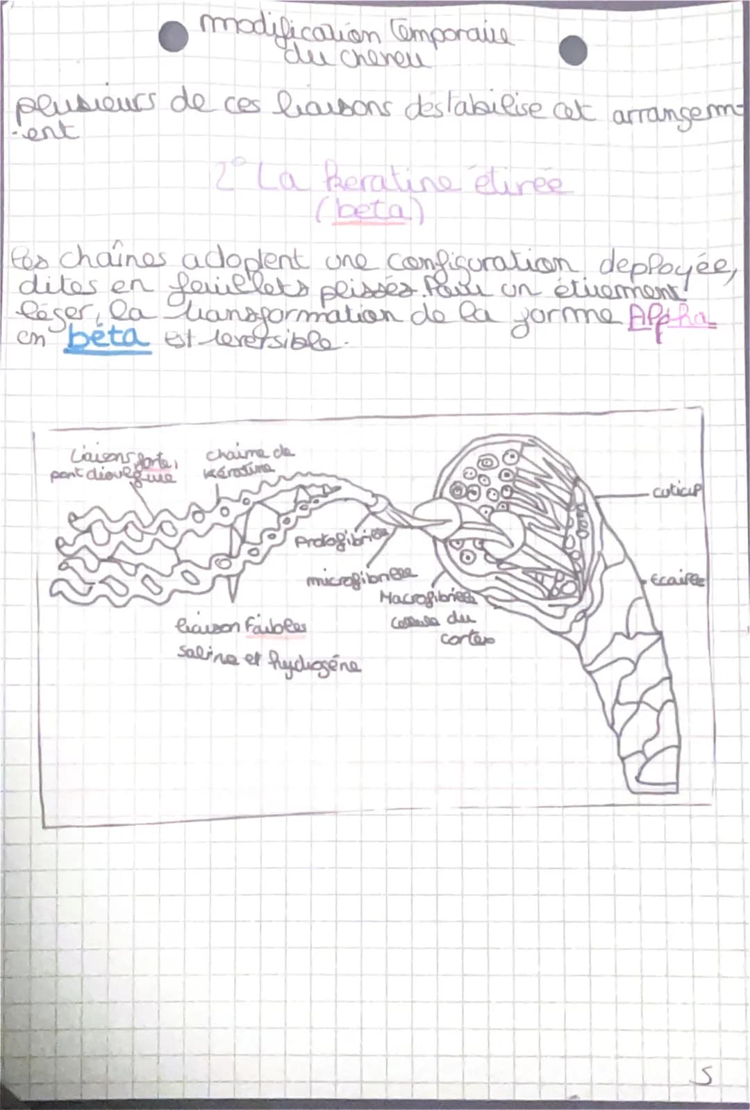 modification Cemporaire
du cheneu
plusieurs de ces liaisons destabilise at
-ent
L'aisons &
Sporte
pont diould we
12°º° La keratine étiree
(b