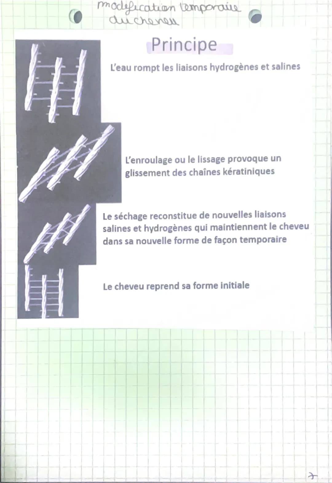 modification Cemporaire
du cheneu
plusieurs de ces liaisons destabilise at
-ent
L'aisons &
Sporte
pont diould we
12°º° La keratine étiree
(b