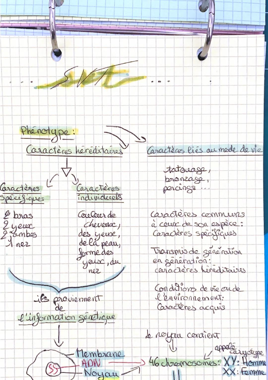 Phenotype:
Caractères héréditaères

Caractères
Spécifiques

& bras
2 yeux
ambes
2

Caractères
individecels

Couleur de
Cheveese,
des yeuse,
