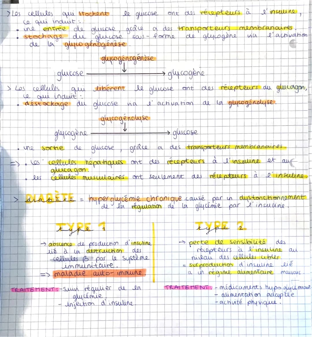 SVT:
> La régulation des flux de glucose au sein de l'organisme...
→ le glucose
→ principal substrat énergétique utilisé par les muscles.
Gl