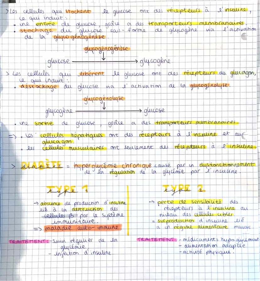 SVT:
> La régulation des flux de glucose au sein de l'organisme...
→ le glucose
→ principal substrat énergétique utilisé par les muscles.
Gl