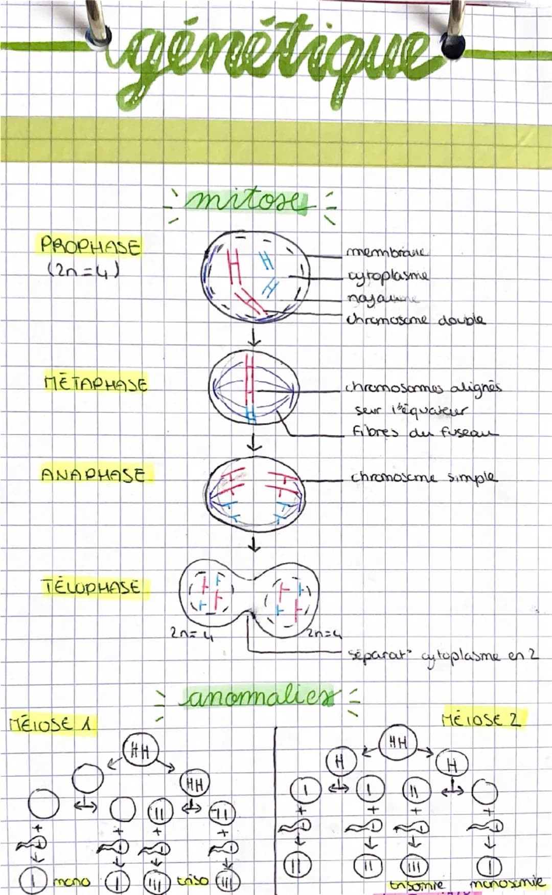 --- OCR Start ---
génétique
mitose
PROPHASE
membra
(2n=4)
cytoplasme
nayau
double.
Uhromosome
↓
METAPHASE
.
chromosomes alignes
seur i'equat