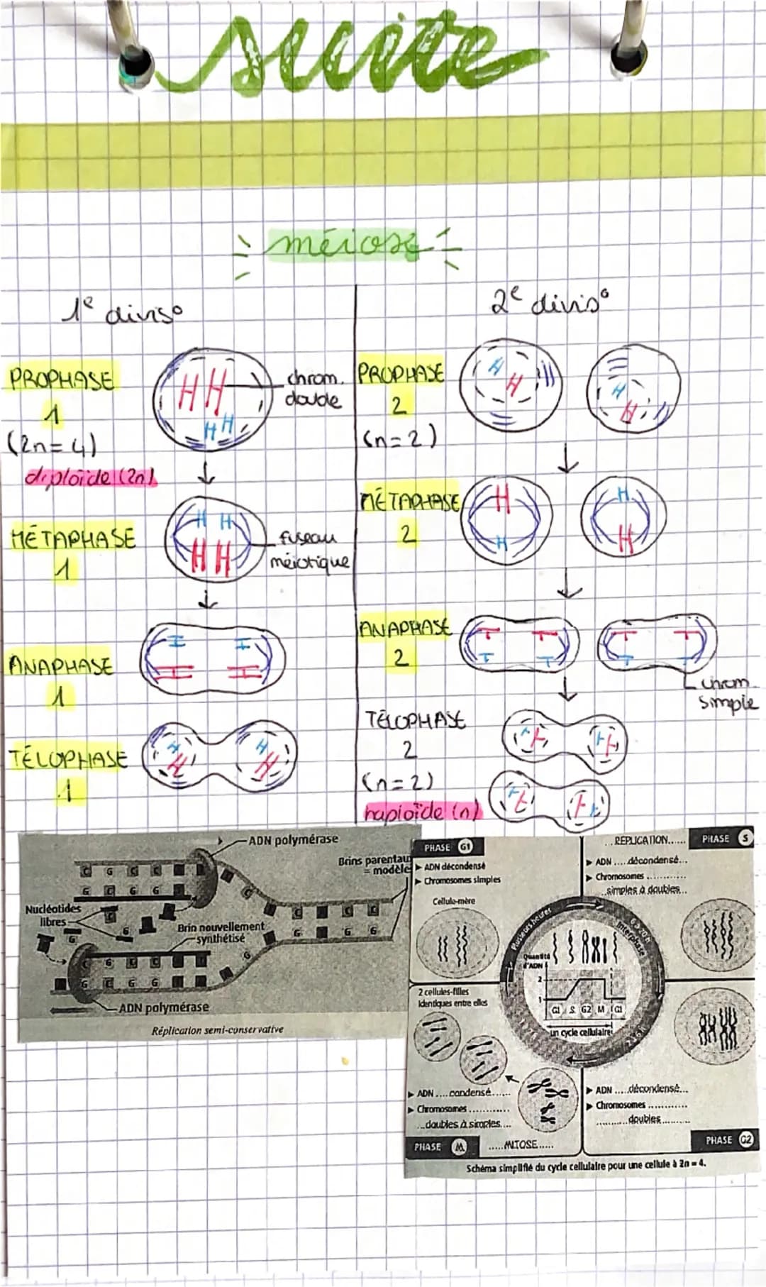 --- OCR Start ---
génétique
mitose
PROPHASE
membra
(2n=4)
cytoplasme
nayau
double.
Uhromosome
↓
METAPHASE
.
chromosomes alignes
seur i'equat
