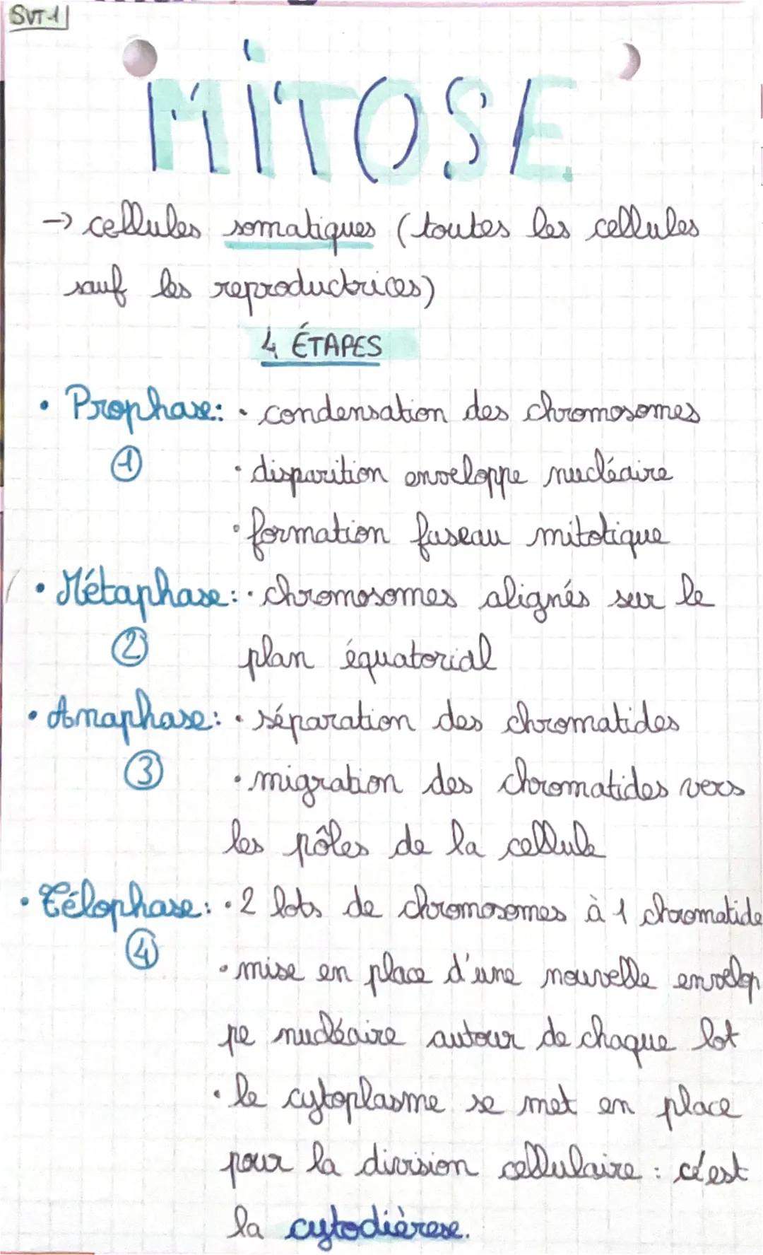 SVT-11
MITOSE
→ cellules somatiques (toutes les cellules
sauf les reproductrices)
4 ÉTAPES
Prophare: condensation des chromosomes
disparitio