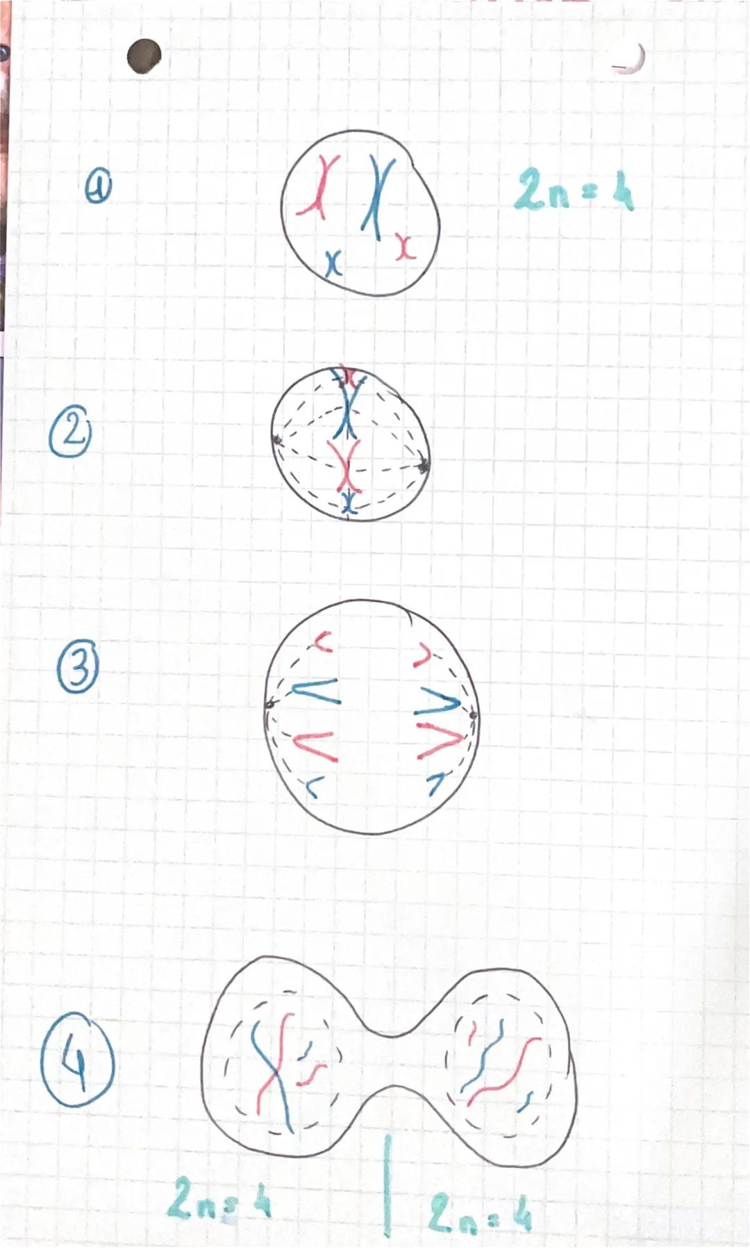 SVT-11
MITOSE
→ cellules somatiques (toutes les cellules
sauf les reproductrices)
4 ÉTAPES
Prophare: condensation des chromosomes
disparitio