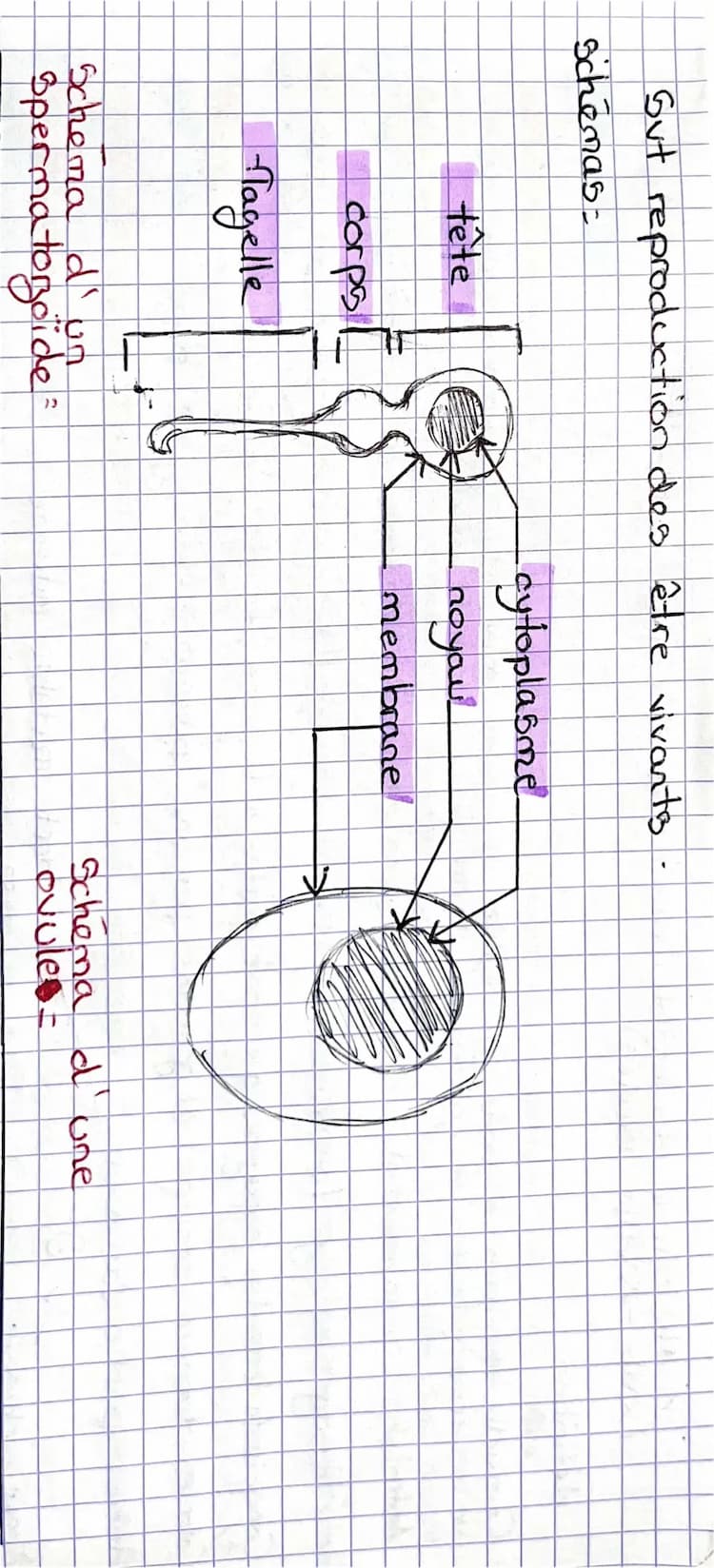 Know schéma d’un spermatozoide et d’une ovules  thumbnail