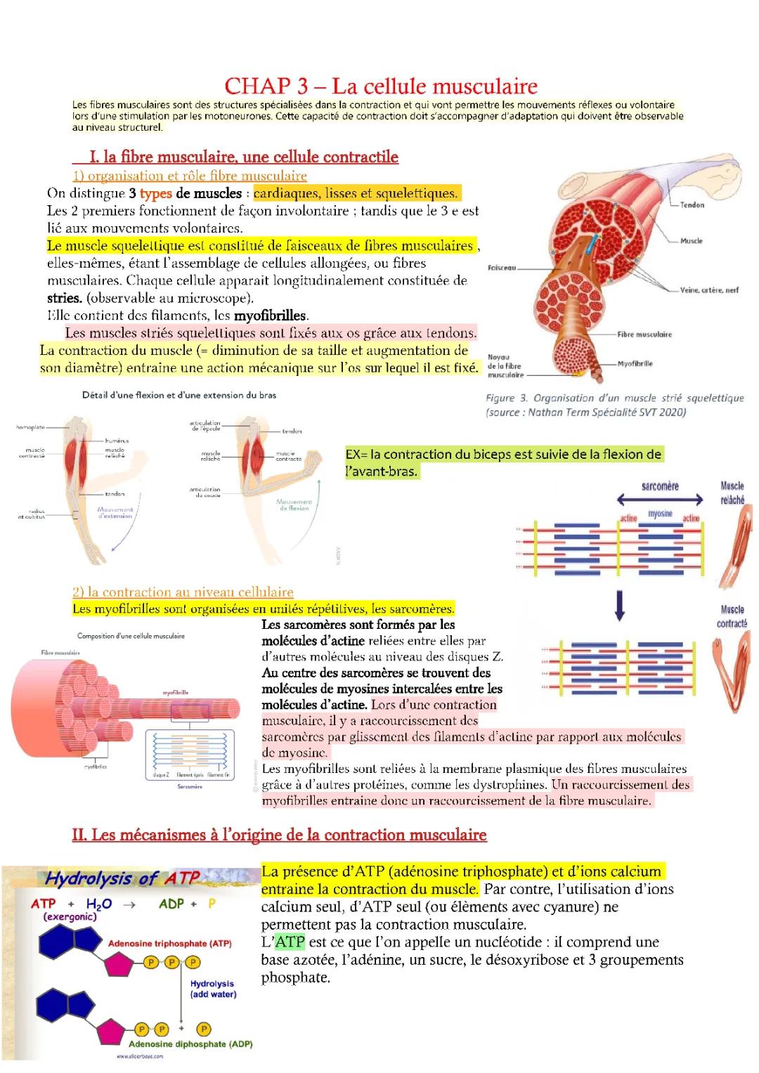 Tout sur les cellules musculaires et la contraction musculaire