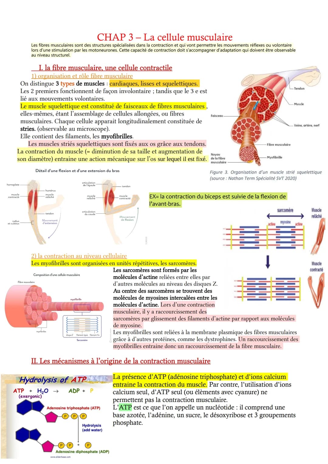 
<p>Le muscle squelettique est constitué de faisceaux de fibres musculaires, elles-mêmes étant l'assemblage de cellules allongées ou de fibr