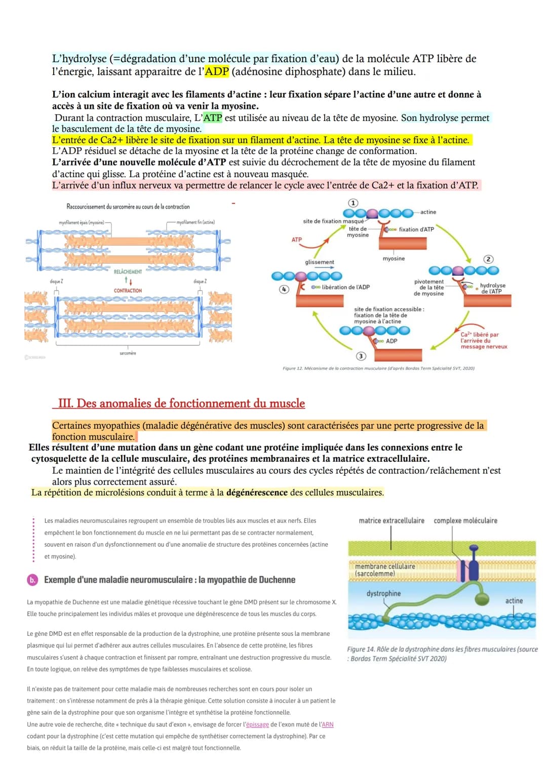 
<p>Le muscle squelettique est constitué de faisceaux de fibres musculaires, elles-mêmes étant l'assemblage de cellules allongées ou de fibr