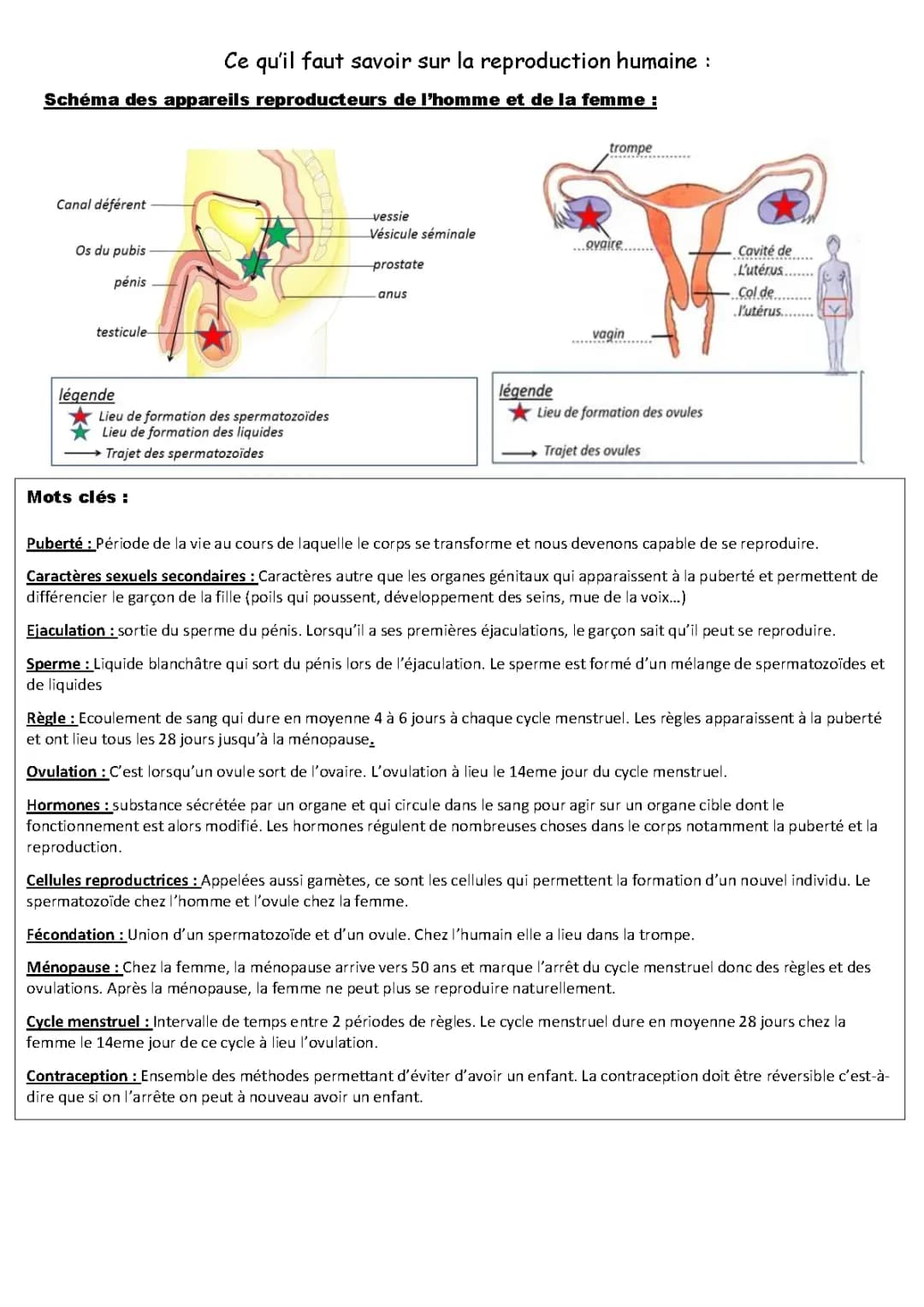 Schéma Reproduction Humaine et Puberté: Guide 4ème et Terminale