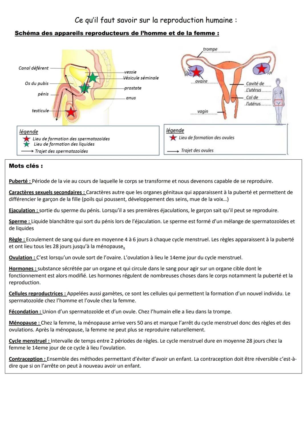 Ce qu'il faut savoir sur la reproduction humaine :
Schéma des appareils reproducteurs de l'homme et de la femme :
Canal déférent
Os du pubis
