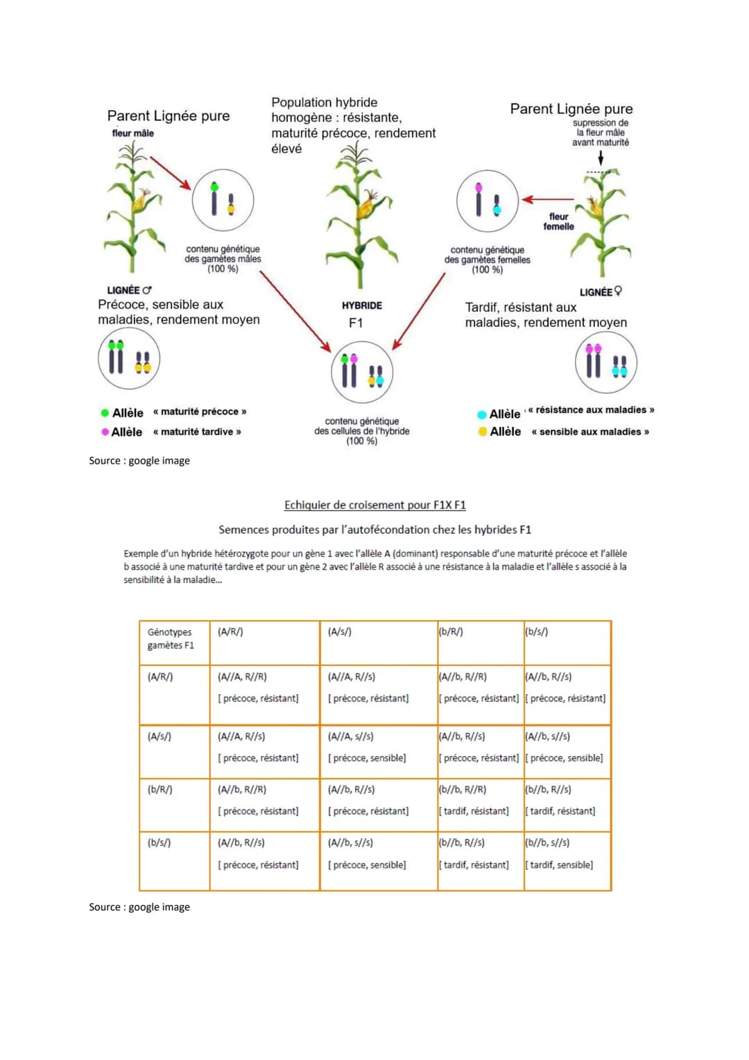 Chapitre 4
I.
LA DOMESTICATION DES
PLANTES
La domestication des plantes
Quelles sont les origines de plantes cultivées ?
Le maïs a été domes
