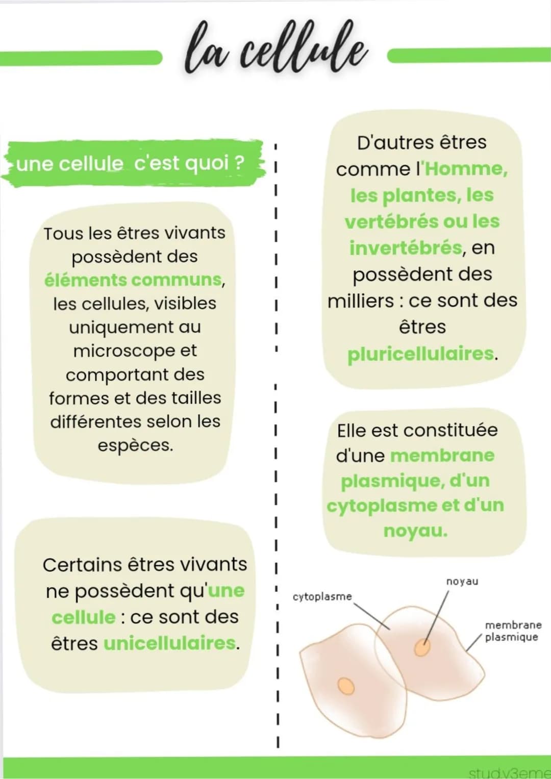 la cellule
une cellule c'est quoi ?
Tous les êtres vivants
possèdent des
éléments communs,
les cellules, visibles
uniquement au
microscope e