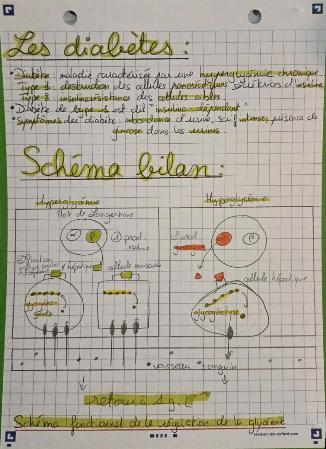 # La Glycémie

Approvisionement

• Les cellules musculaires aut besoins de nutriments: le glucose
($C_6H_{12}O_6$) et le dioxygène ($O_2$).
