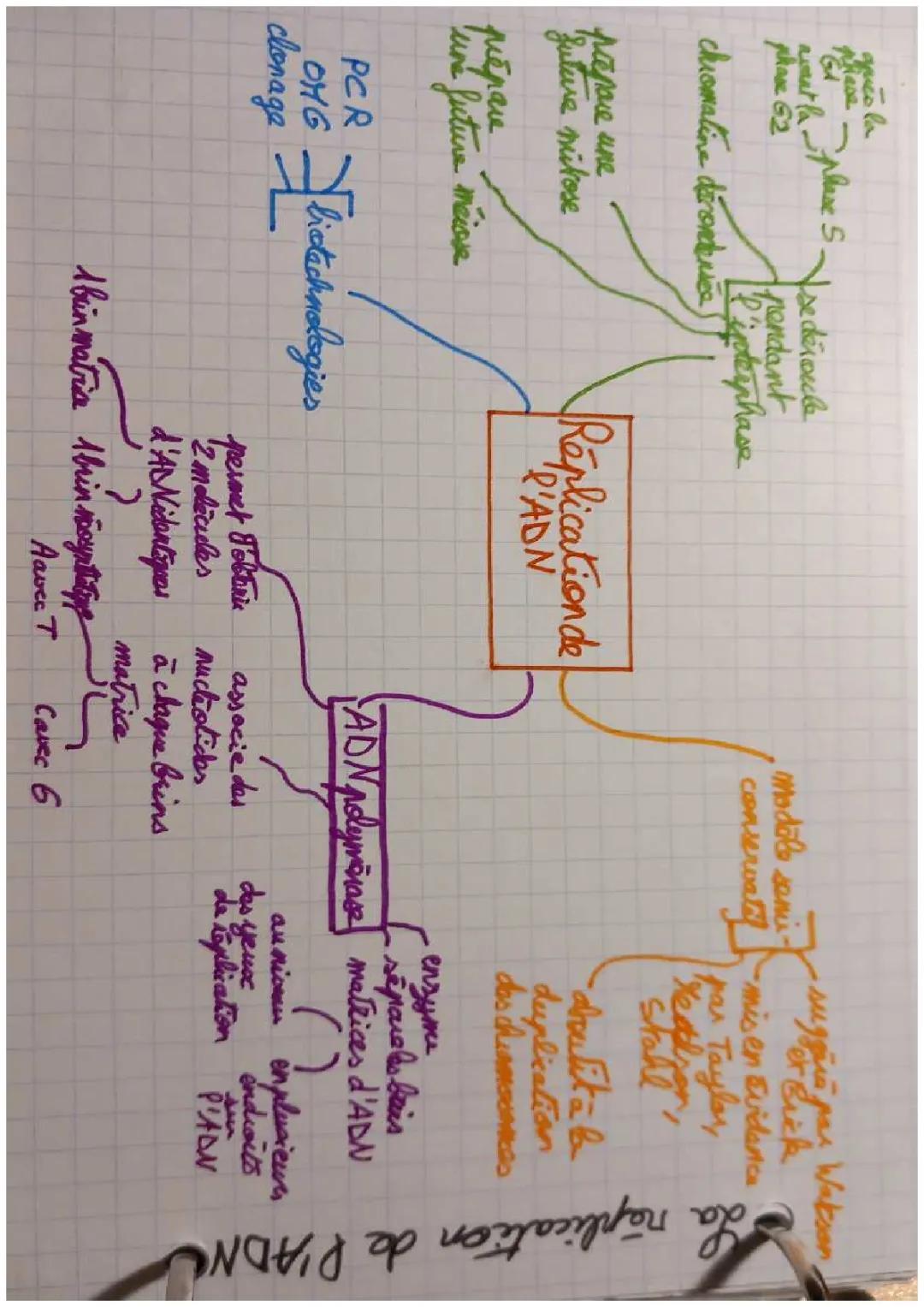 Réplication de l'ADN