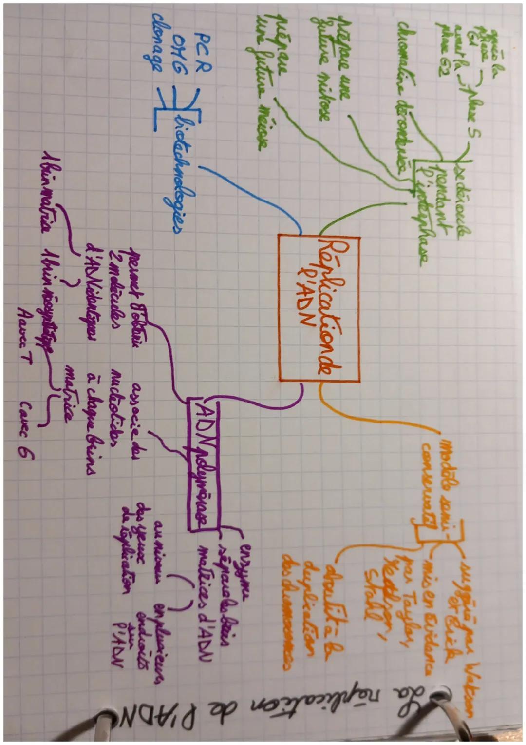 gues la
161 phose 5.
avaut la-
phase 62
chromatine décondensee)
prepare une
future mitose
prépare
une future meisse
Vse déroule
pendant
I'l'