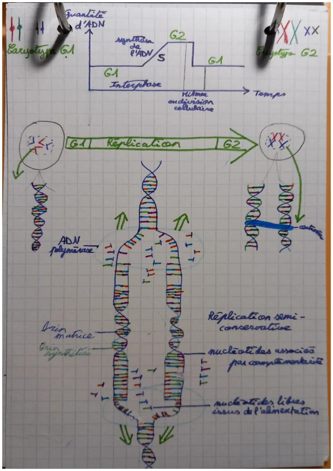 gues la
161 phose 5.
avaut la-
phase 62
chromatine décondensee)
prepare une
future mitose
prépare
une future meisse
Vse déroule
pendant
I'l'