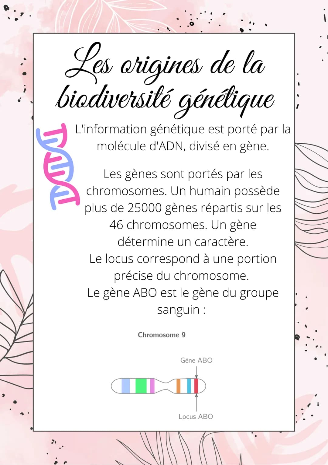 Les origines de la
biodiversité génétique
MM
L'information génétique est porté par la
molécule d'ADN, divisé en gène.
Les gènes sont portés 