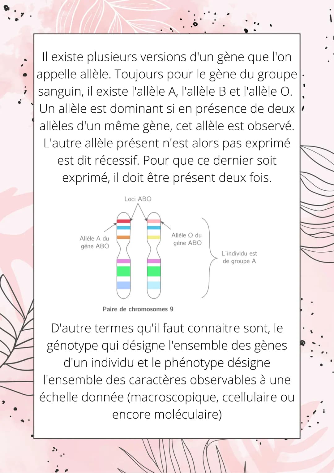 Les origines de la
biodiversité génétique
MM
L'information génétique est porté par la
molécule d'ADN, divisé en gène.
Les gènes sont portés 