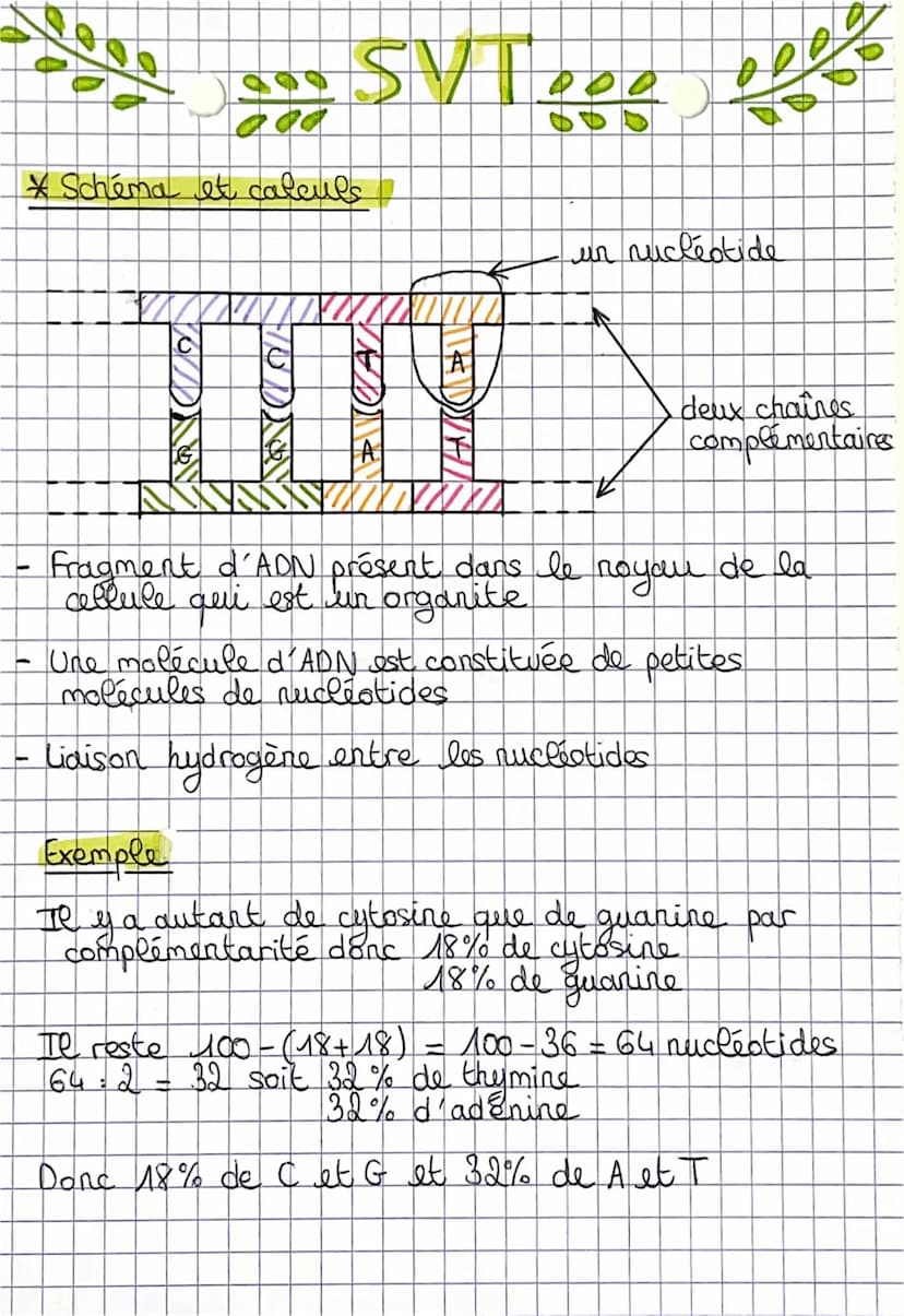 og SV Tege
* L´origine de la spécialisation des cellules
- toutes les cellules d'un organisme sont issues d'une
cellule unique à l'origine d