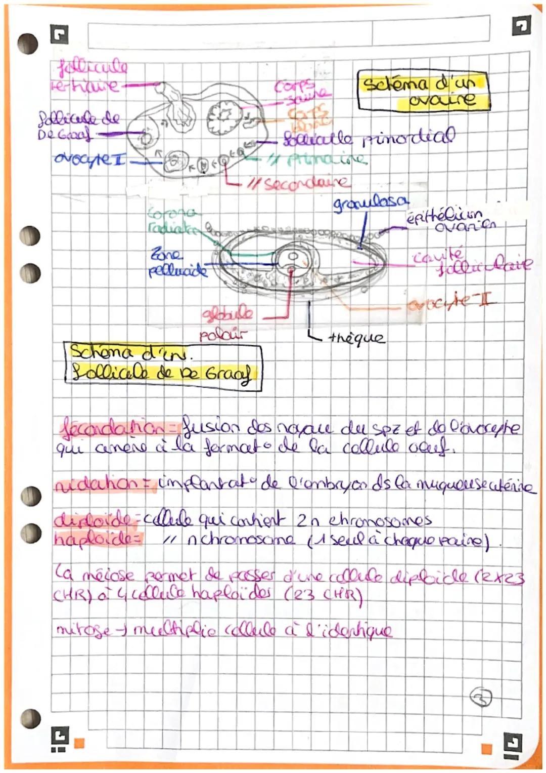 Racine:
bio
•andiol hamme
•Cervido): Cou ou cof
• Colelo) vagin
•gynecco): femme
hyshore): wheres.
mammo rapporte au sein.
mastio
• men(c) =