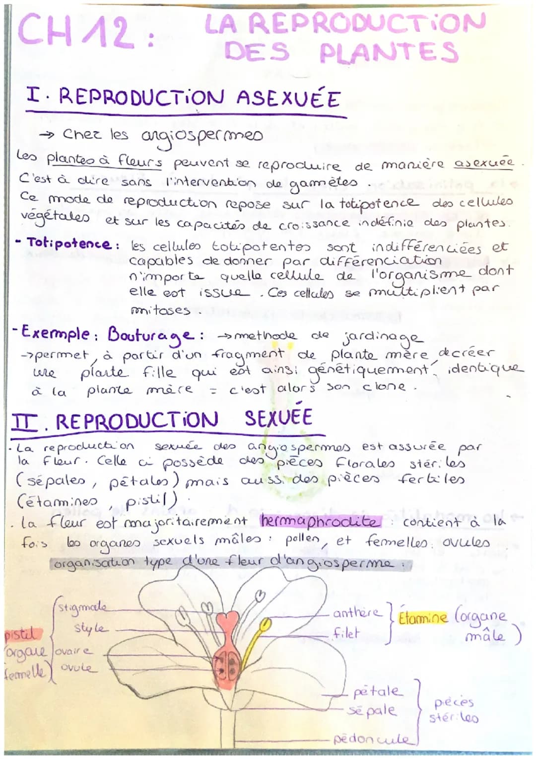 CH 12:
I REPRODUCTION
→ Chez les angiospermes
Les plantes à fleurs peuvent se reproduire de manière asexuée
C'est à dire sans l'intervention