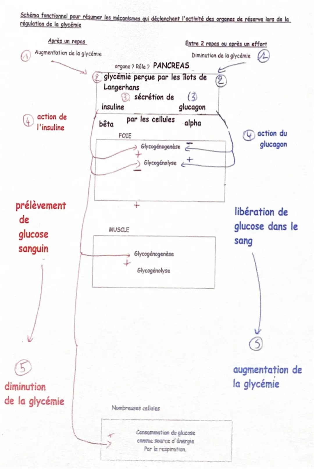 Schéma fonctionnel pour résumer les mécanismes qui déclenchent l'activité des organes de réserve lors de la
régulation de la glycémie
Après 