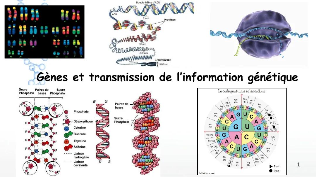 Tout Savoir sur la Transmission de l'Information Génétique et le Cycle Cellulaire