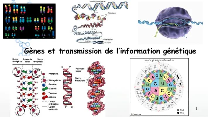 Know  Gêne et transmission de l’information génétique  thumbnail