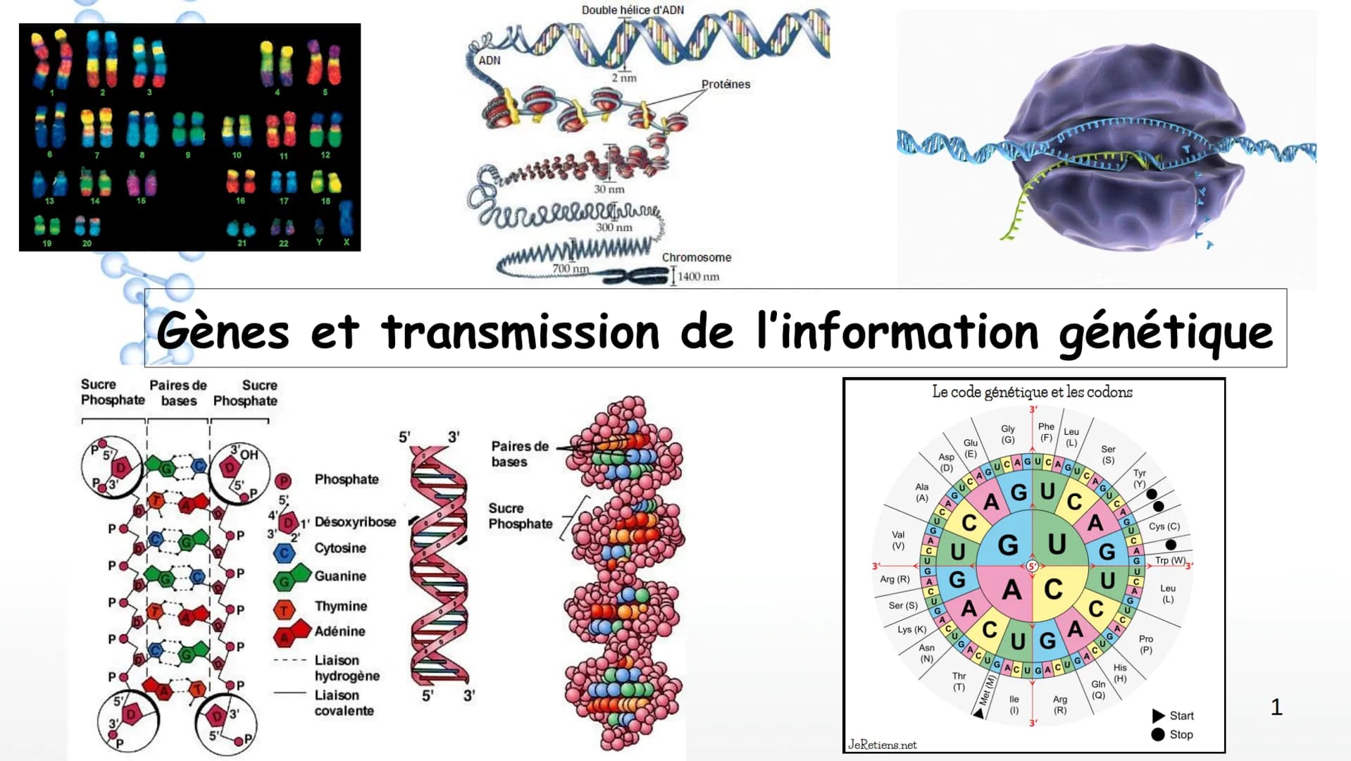 19
14
20
P
PO
10
PO
5%
16
21
Sucre
Sucre Paires de
Phosphate bases Phosphate
3'
11
OH
17
22
12
18
Y
Phosphate
1' Désoxyribose
Cytosine
Guani