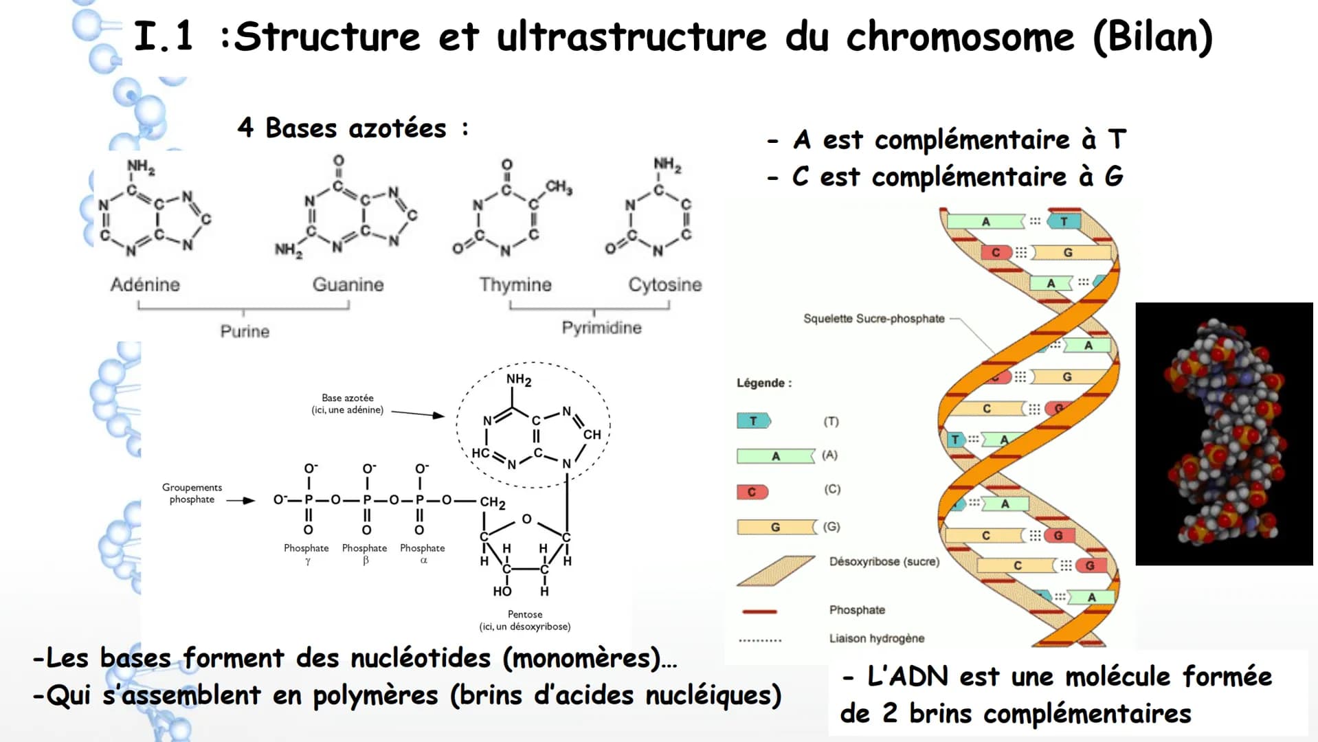 19
14
20
P
PO
10
PO
5%
16
21
Sucre
Sucre Paires de
Phosphate bases Phosphate
3'
11
OH
17
22
12
18
Y
Phosphate
1' Désoxyribose
Cytosine
Guani