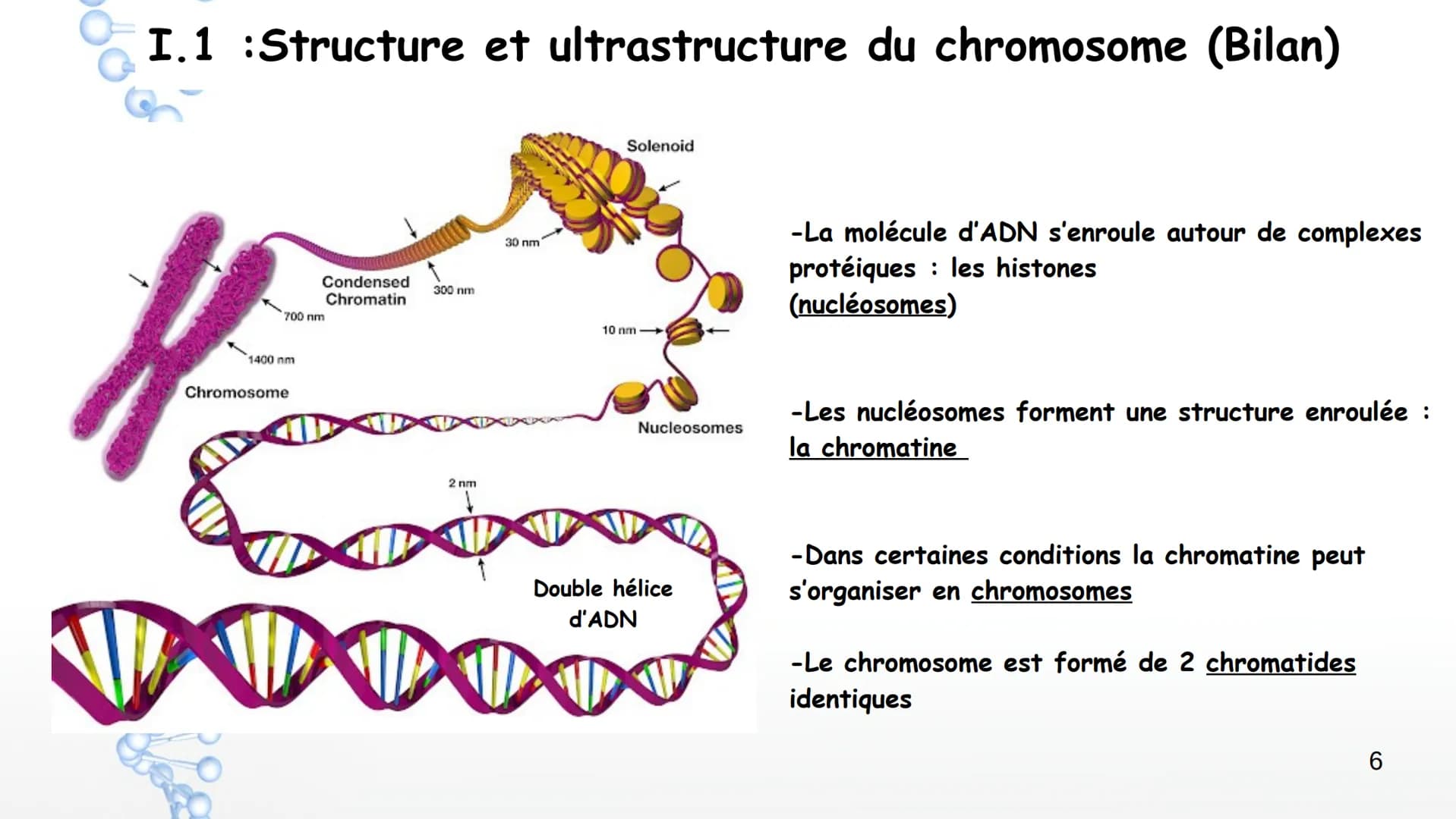 19
14
20
P
PO
10
PO
5%
16
21
Sucre
Sucre Paires de
Phosphate bases Phosphate
3'
11
OH
17
22
12
18
Y
Phosphate
1' Désoxyribose
Cytosine
Guani