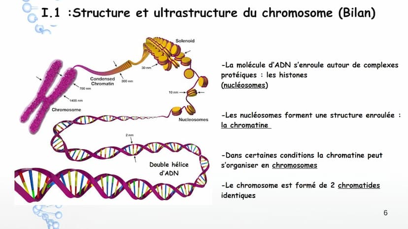 19
14
20
P
PO
10
PO
5%
16
21
Sucre
Sucre Paires de
Phosphate bases Phosphate
3'
11
OH
17
22
12
18
Y
Phosphate
1' Désoxyribose
Cytosine
Guani