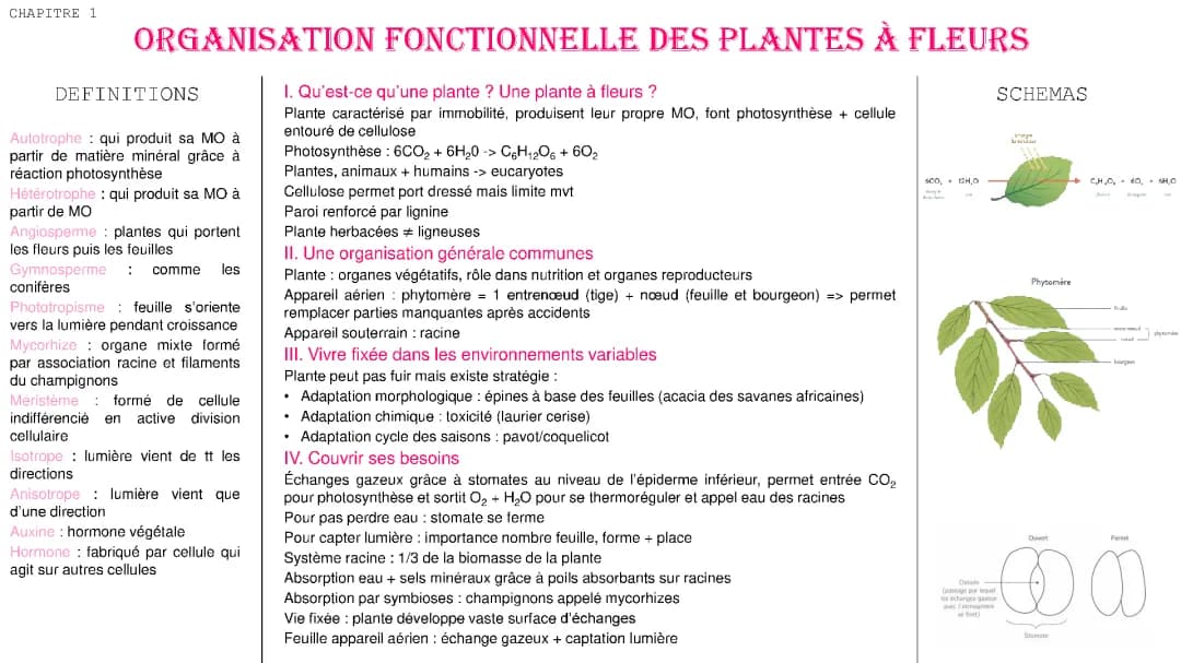 L'Organisation Fonctionnelle des Plantes à Fleurs - Fiche de Révision PDF