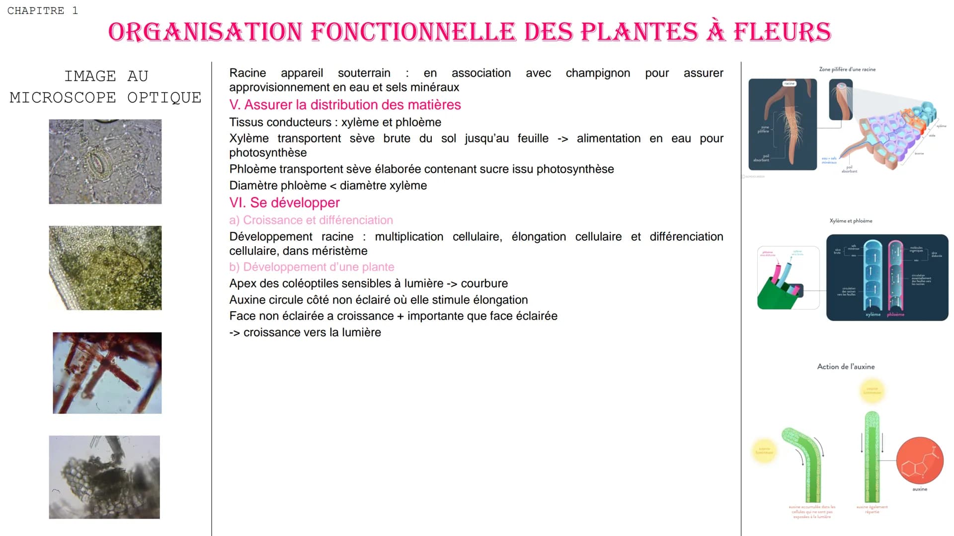 CHAPITRE 1
ORGANISATION FONCTIONNELLE DES PLANTES À FLEURS
DEFINITIONS
Autotrophe qui produit sa MO à
partir de matière minéral grâce à
réac