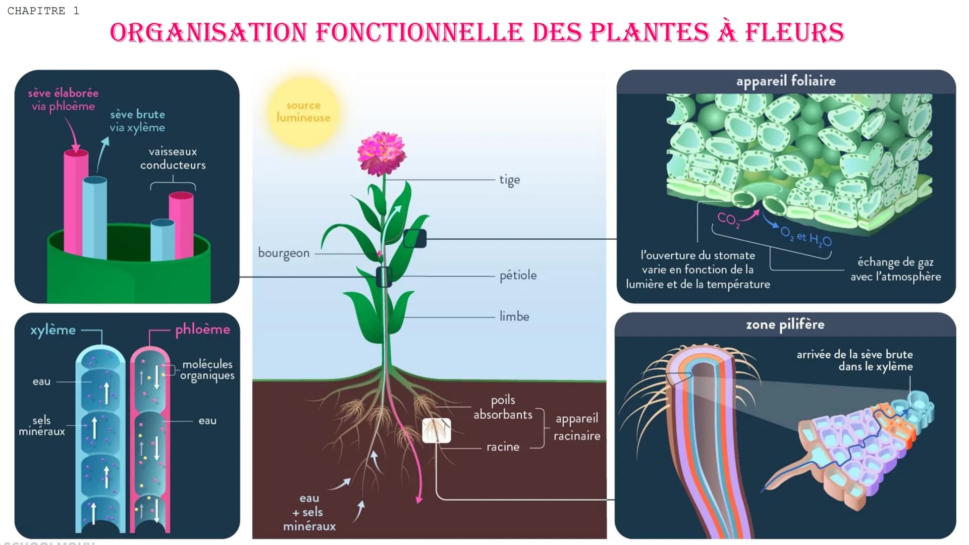 CHAPITRE 1
ORGANISATION FONCTIONNELLE DES PLANTES À FLEURS
DEFINITIONS
Autotrophe qui produit sa MO à
partir de matière minéral grâce à
réac