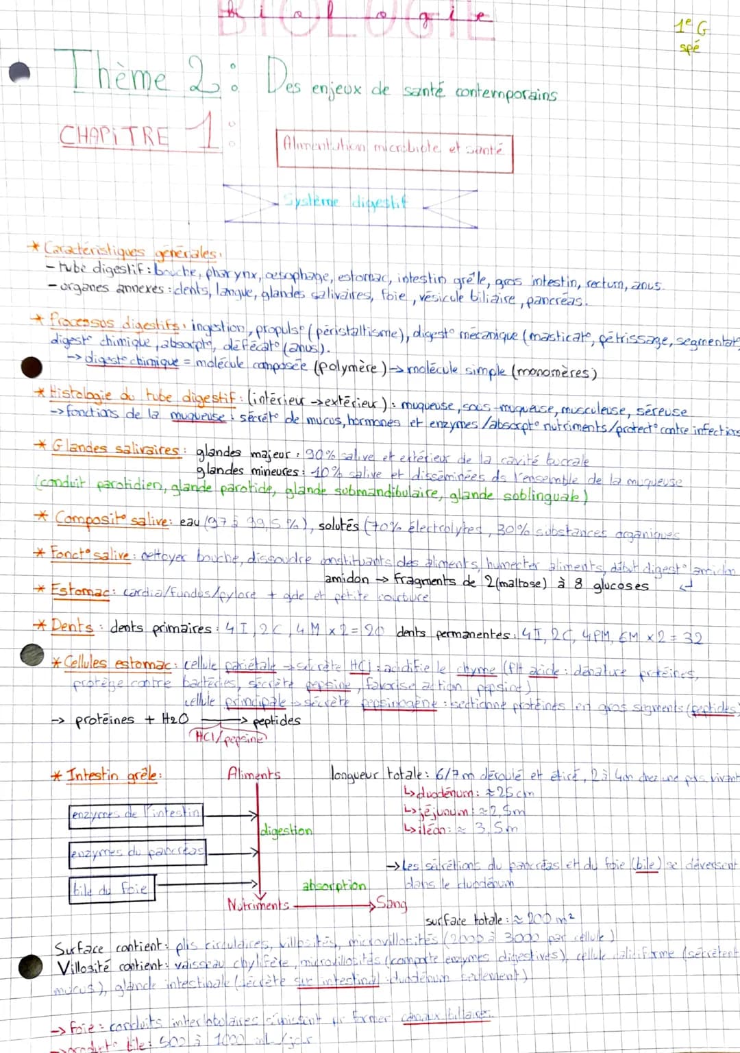 • Thème 2:
CHAPITRE 1
Belogie
O
-> protéines + H₂O
* Caractéristiques generales.
-tube digestif : bouche, pharynx, oesophage, estomac, intes