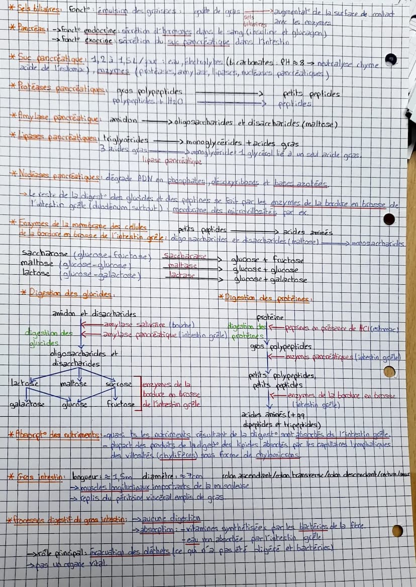 • Thème 2:
CHAPITRE 1
Belogie
O
-> protéines + H₂O
* Caractéristiques generales.
-tube digestif : bouche, pharynx, oesophage, estomac, intes