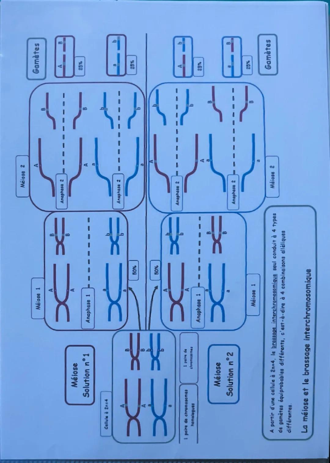 --- OCR Start ---
Chapitre 1
introduction:
☐
L'origine du génotype des individus
Rappels: Genotype/Phénotype: ADN gène (allèles) / protéine 