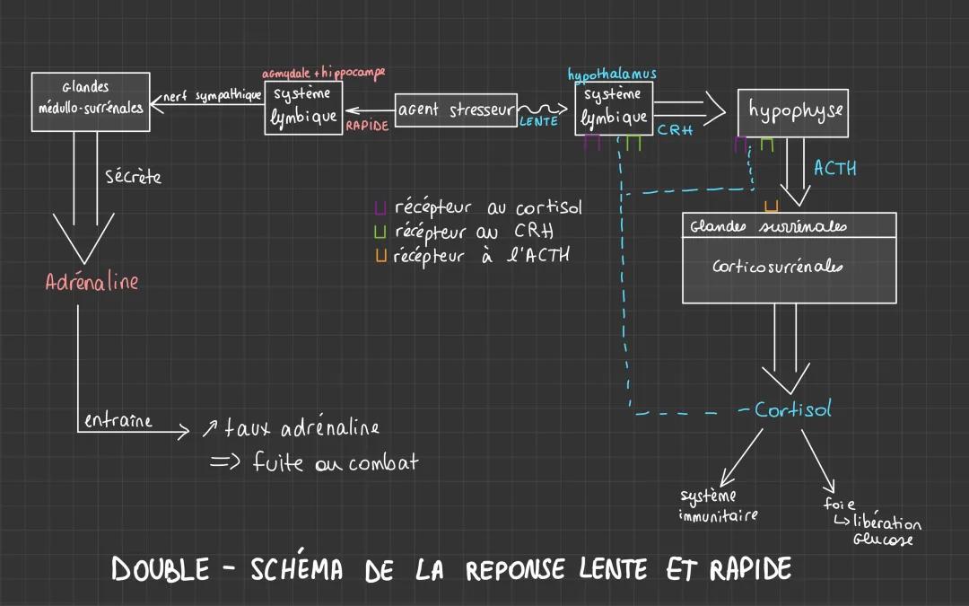 Schéma Stress : Réponse Rapide et Lente - Effets et Hormones