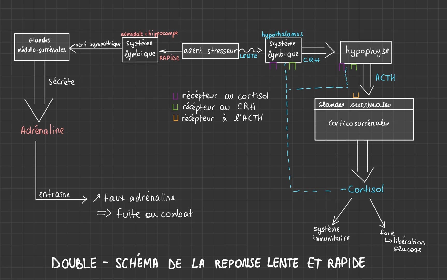 Glandes
médullo-surrénales
sécrète
Adrenaline
entraine
acmydale + hippocampe
• nerf sympathique système
lymbique
RAPIDE
agent stresseur
→ ta