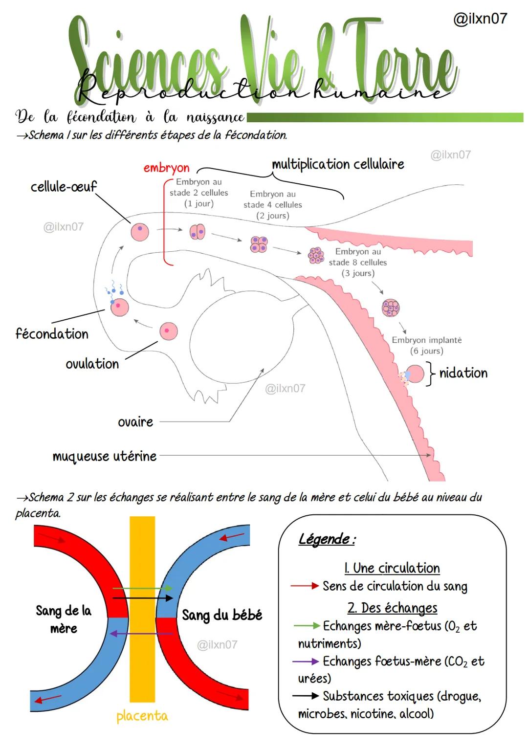 
<p>Le cycle menstruel de la femme comprend plusieurs phases, avec des événements spécifiques qui se produisent à chaque étape. La première 