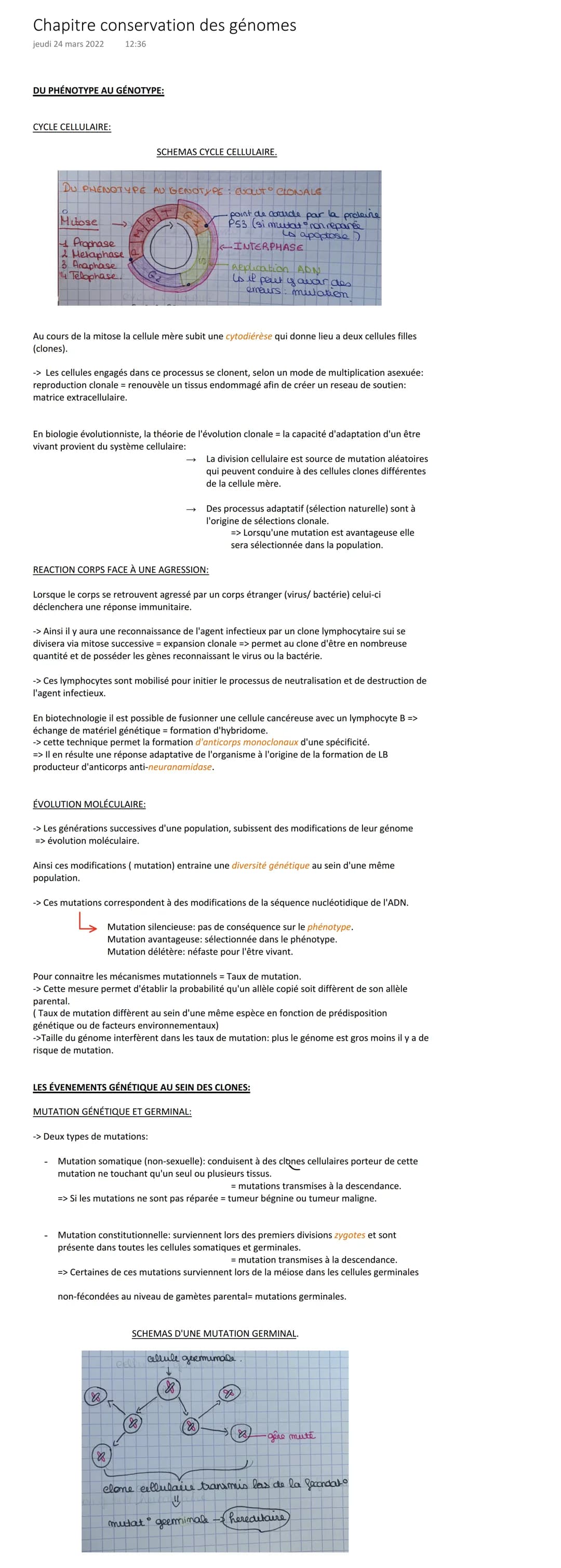 Chapitre conservation des génomes
jeudi 24 mars 2022 12:36
DU PHÉNOTYPE AU GÉNOTYPE:
CYCLE CELLULAIRE:
DU PHENOTYPE AU GENOTYPE: ENCLUT CLON