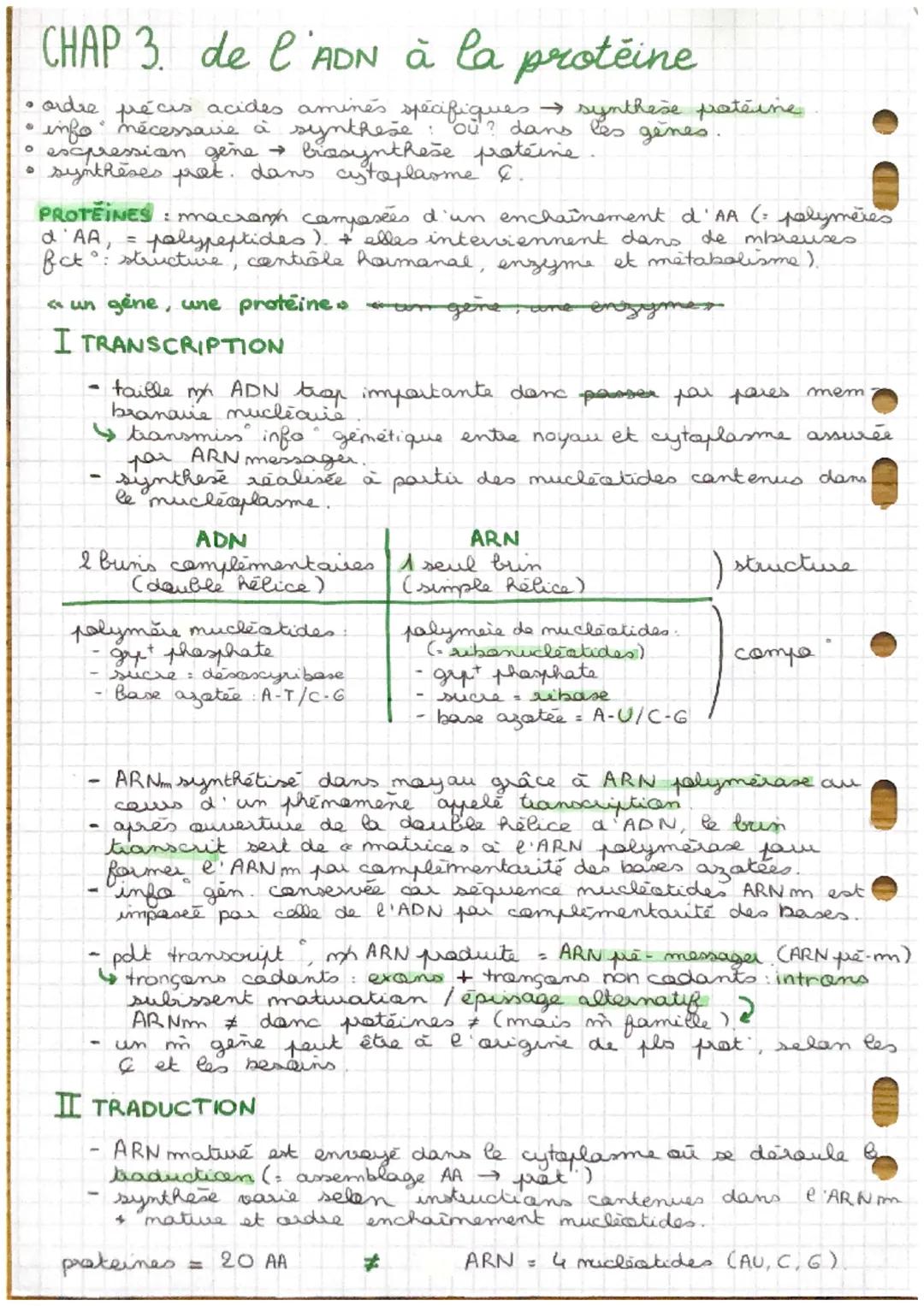 CHAP 3. de l'ADN à la protéine
·
info nécessavie à synthese
• expression gene →
• ordre précis acides aminés spécifiques → synthese pataine.