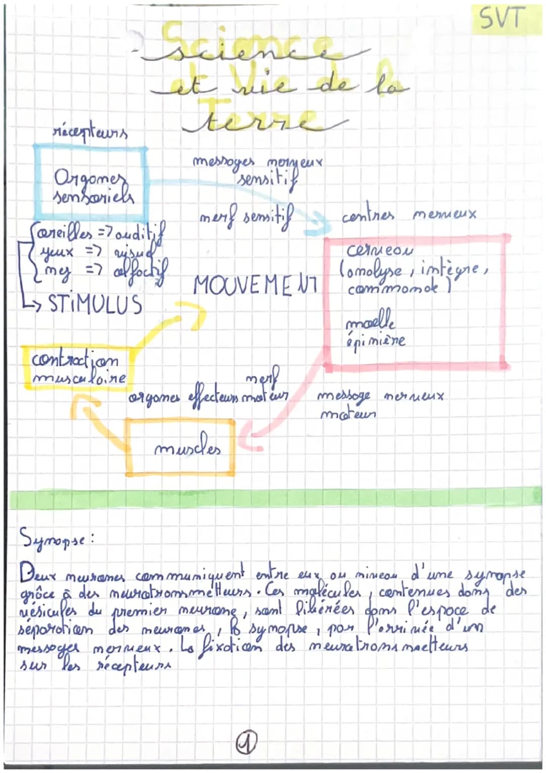 récepteurs
Orgomer
sensoriels
science
et nie de la
terse
Careilles = 7 auditif
усих =) гузмери
(my =>
=7 alfactif
L> STIMULUS
contraction me