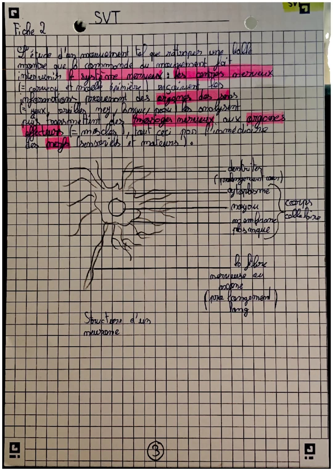 récepteurs
Orgomer
sensoriels
science
et nie de la
terse
Careilles = 7 auditif
усих =) гузмери
(my =>
=7 alfactif
L> STIMULUS
contraction me