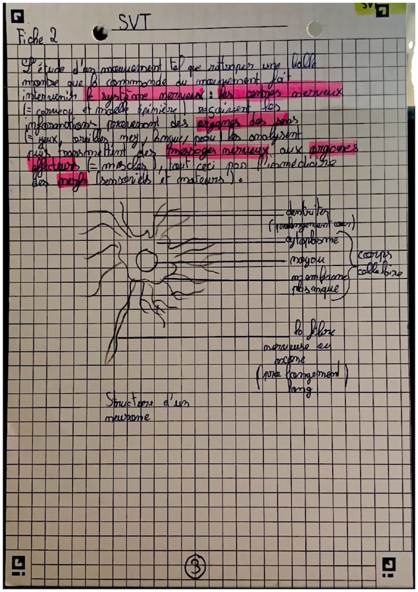 récepteurs
Orgomer
sensoriels
science
et nie de la
terse
Careilles = 7 auditif
усих =) гузмери
(my =>
=7 alfactif
L> STIMULUS
contraction me